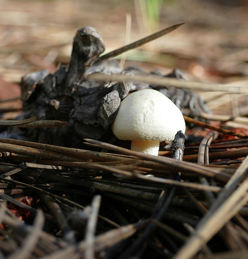 Mushroom Dome Photograph by Laurel Powell