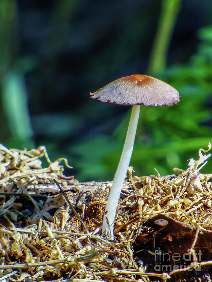 Mushroom Photograph by Dragonfleyes Photography and Creations - Fine ...