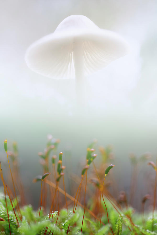 Mushroom Photograph - Mushroom dreams, Mycena galericulata by Dirk Ercken