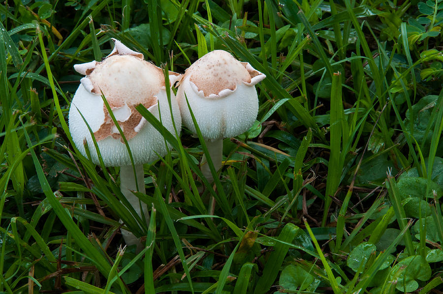 Mushroom duo Photograph by Carolyn DAlessandro