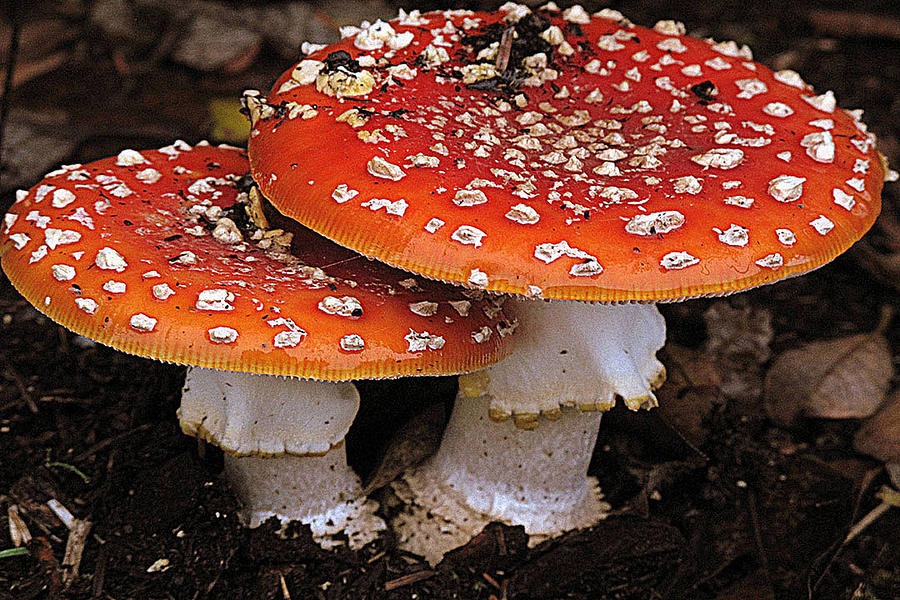 Mushroom Duo Photograph by Suzy Piatt