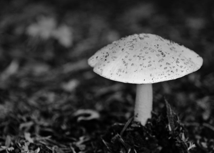 Mushroom Photograph by Edward Myers