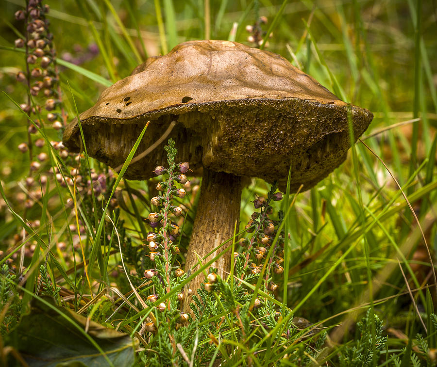 Mushroom Photograph by Elmer Jensen