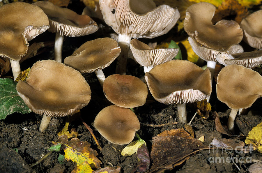 Mushroom Entoloma Rhodopolium Photograph by Gerard Lacz