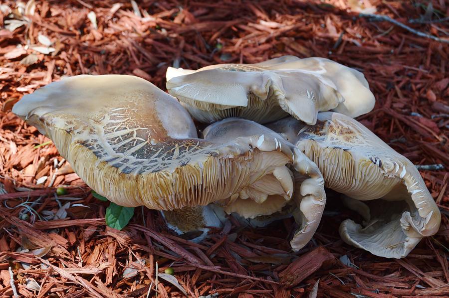 Mushroom Evolution Photograph by Warren Thompson