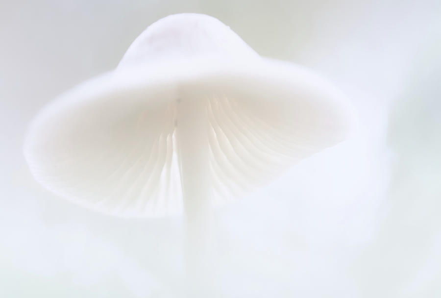 Mushroom fairy dreams, Mycena galericulata Photograph by Dirk Ercken