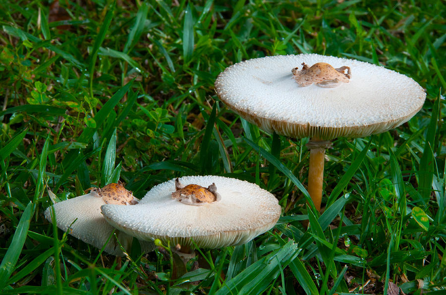 Mushroom family Photograph by Carolyn DAlessandro