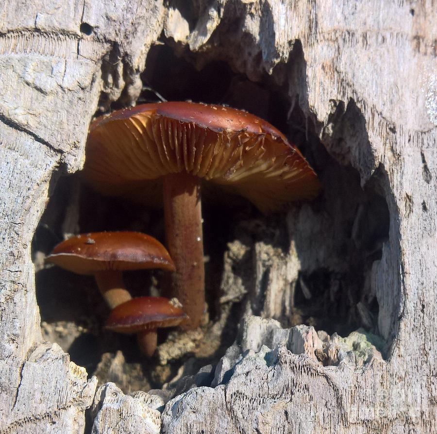 Mushroom Family Photograph by Lisa Dionne