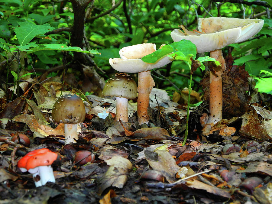 Mushroom Family Photograph by Raymond Salani III