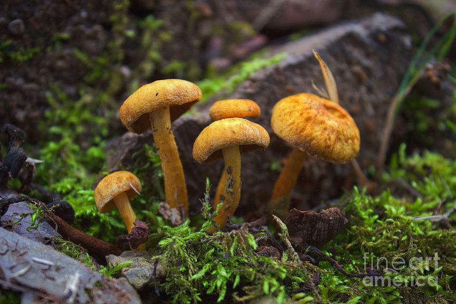 Mushroom Family Photograph by Ty Shults