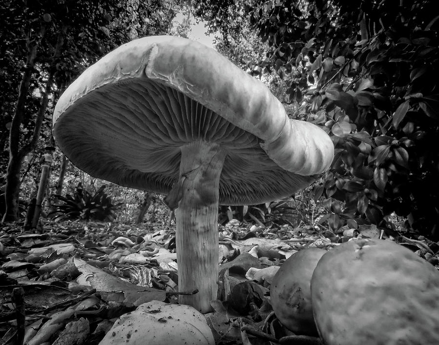 Mushroom Fantasy 11x14 Black and White Photograph by Helaine Cummins