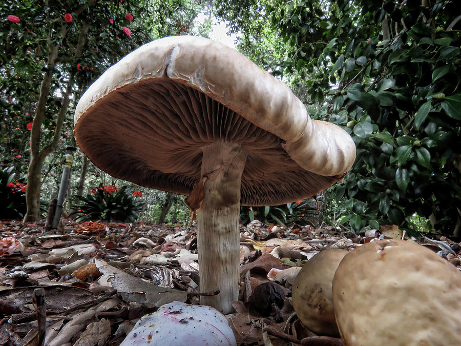 Mushroom Fantasy Photograph by Helaine Cummins