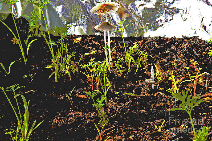 Mushroom Fantasy with Carrot sprouts Photograph by David Frederick
