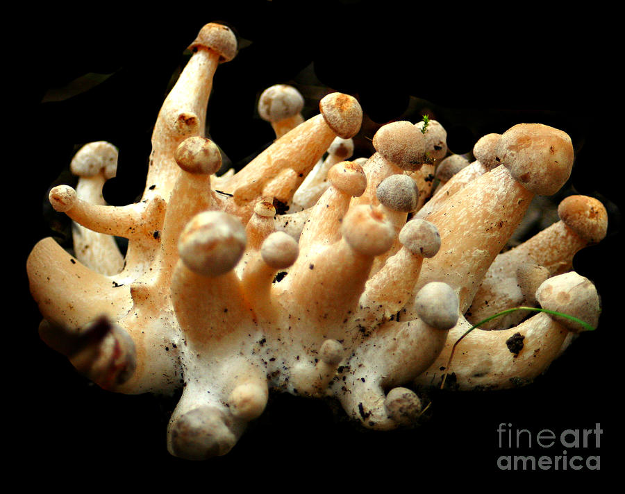 Mushroom Photograph - Mushroom Fingers In NE by Barbara S Nickerson