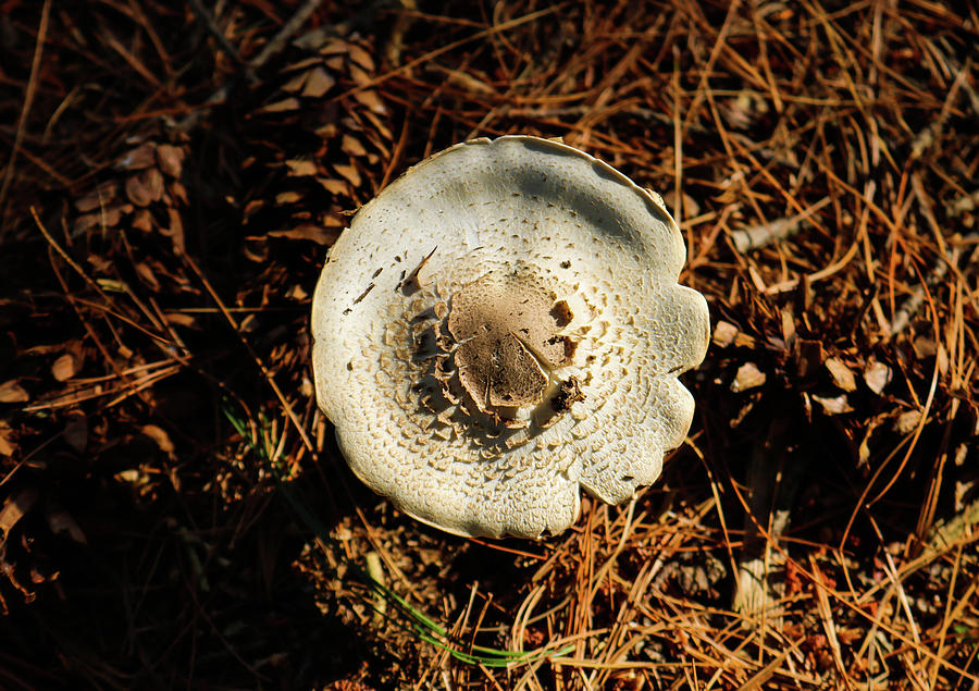 Mushroom Fungi Photograph by Britten Adams