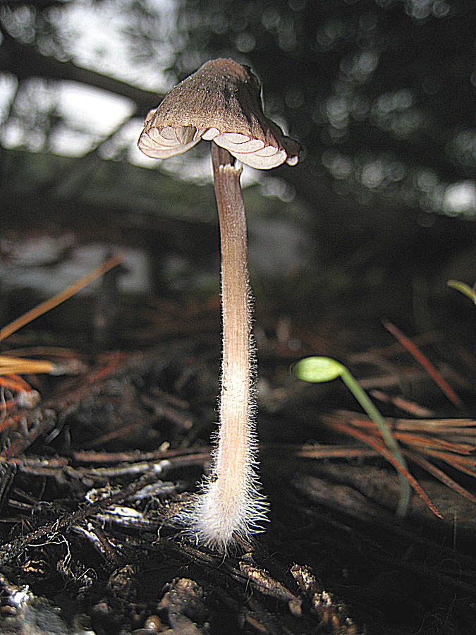 Mushroom Fuzzy Photograph by John King I I I