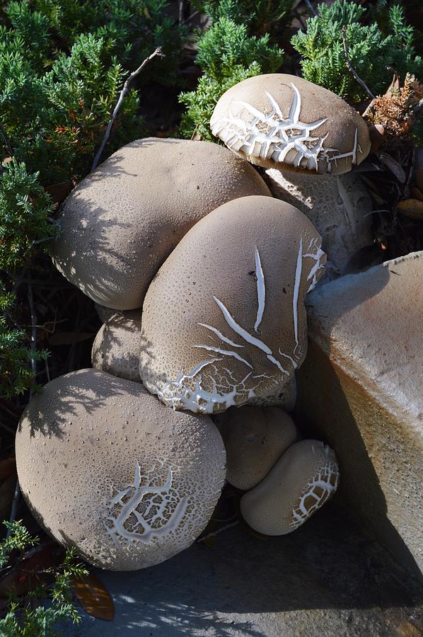 Mushroom Garden  Photograph by Warren Thompson