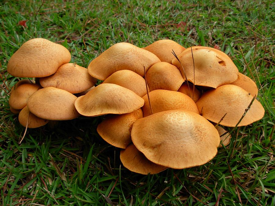 Mushroom Gathering Photograph by Jeanne Juhos