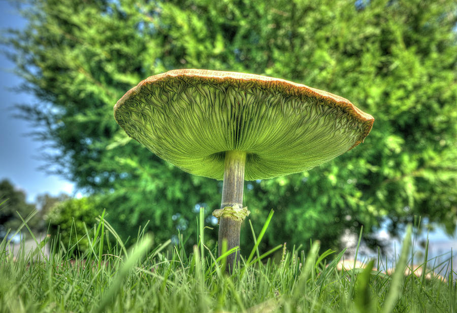 Mushroom Gills from Underneath Photograph by Douglas Barnett