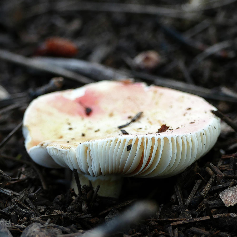 Mushroom Gills Photograph by Laurel Powell