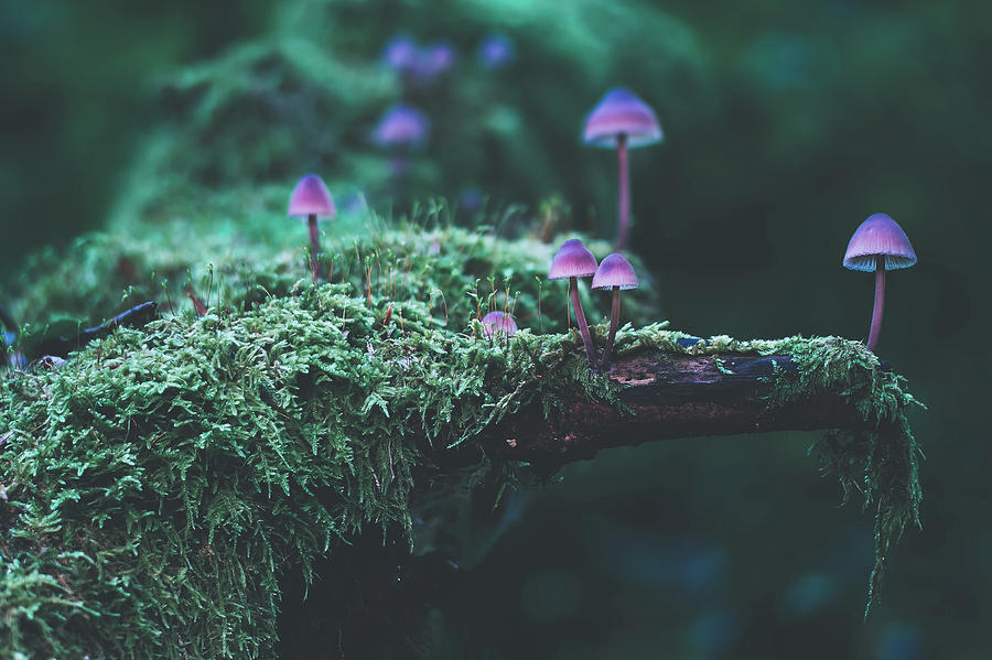 Mushroom Group Photograph by Mountain Dreams