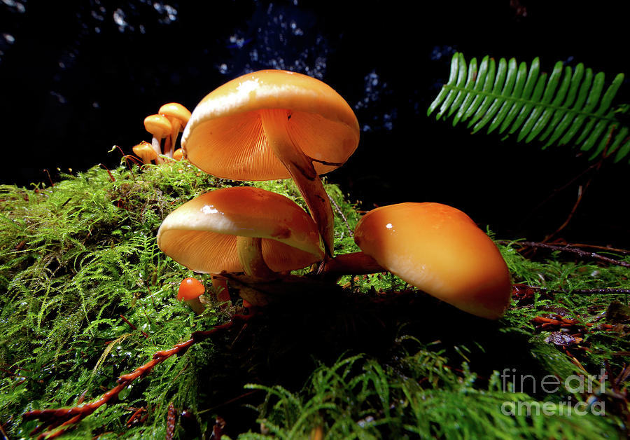 Mushroom Group Photograph by Terry Elniski