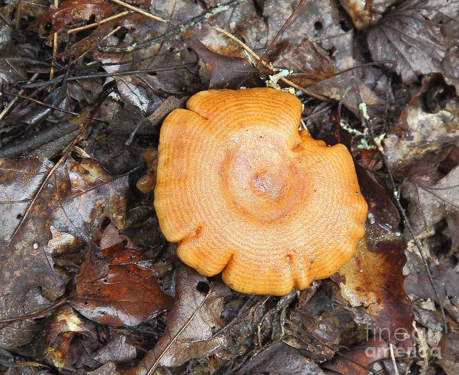 Mushroom Growing Photograph by Allen Nice-Webb
