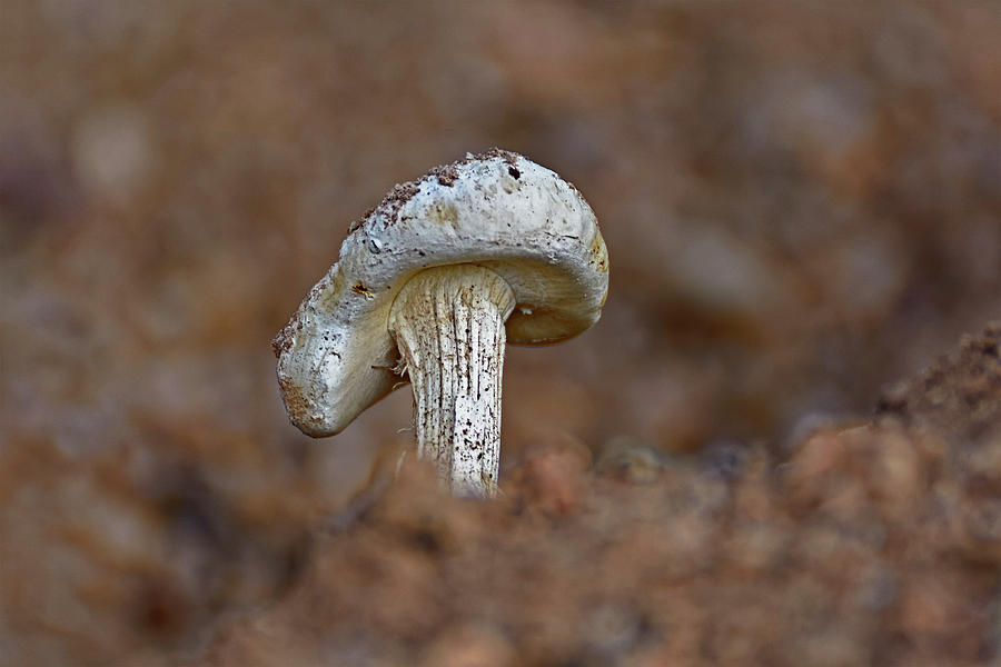 Mushroom h49 Photograph by Mark Myhaver