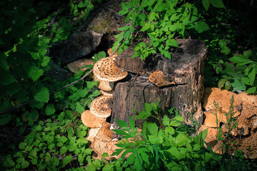 Mushroom Haven Photograph by Deborah Klubertanz