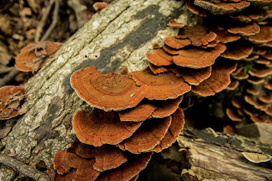 Mushroom Photograph by Hyuntae Kim