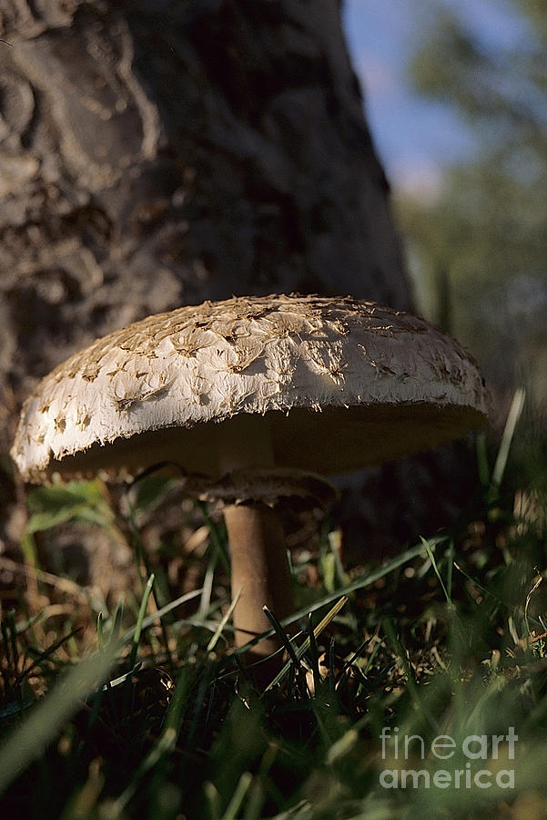 Mushroom II Photograph by Sharon Elliott