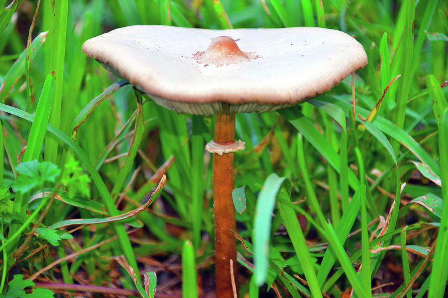 Mushroom in central Florida grassland Photograph by David Lee Thompson