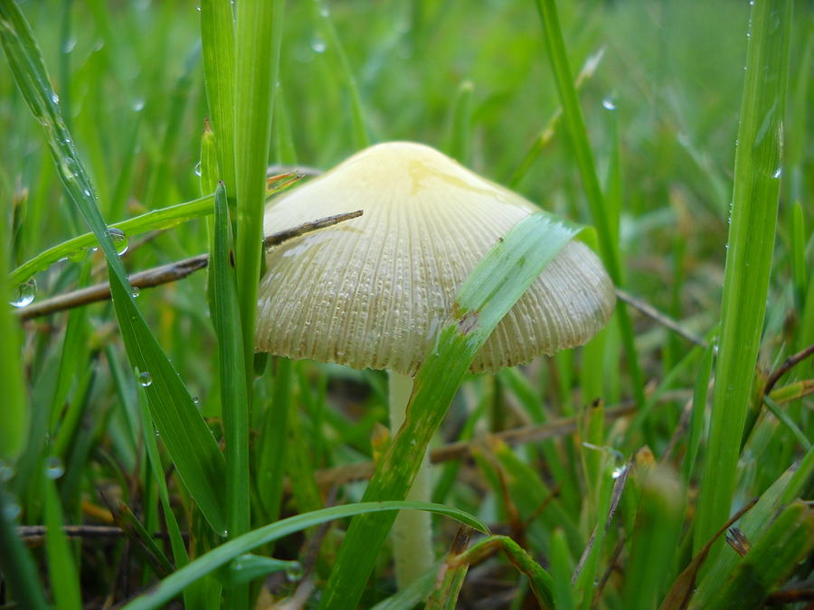 Mushroom in dew covered grass Photograph by Kent Lorentzen