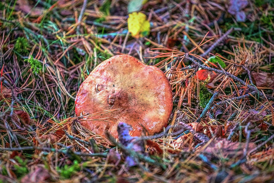 Mushroom in forest #g7 Photograph by Leif Sohlman