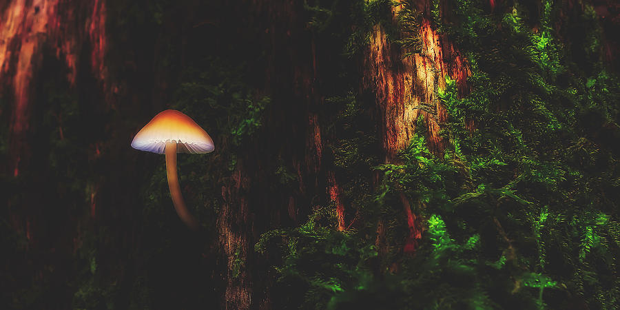 Mushroom In Forest Photograph by Mountain Dreams