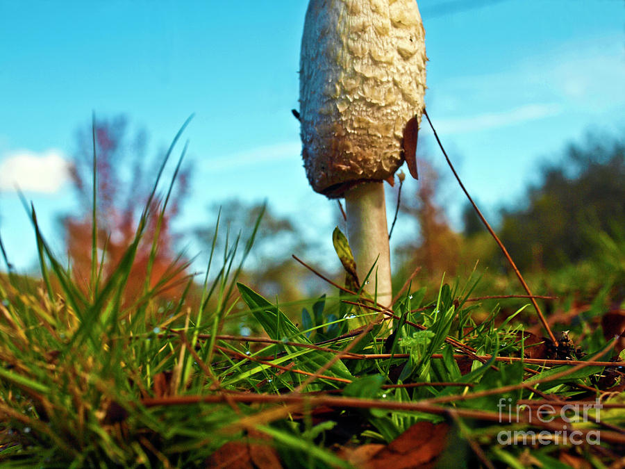 Mushroom Photograph - Mushroom in grass carr201 by Howard Stapleton