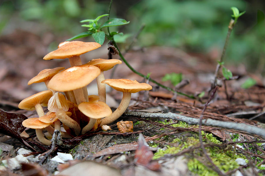 Ringless Honey Mushroom In Riverbend Park Photograph