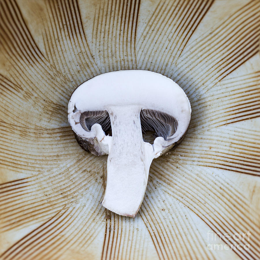 Mushroom in Suribachi Photograph by Shawn Jeffries