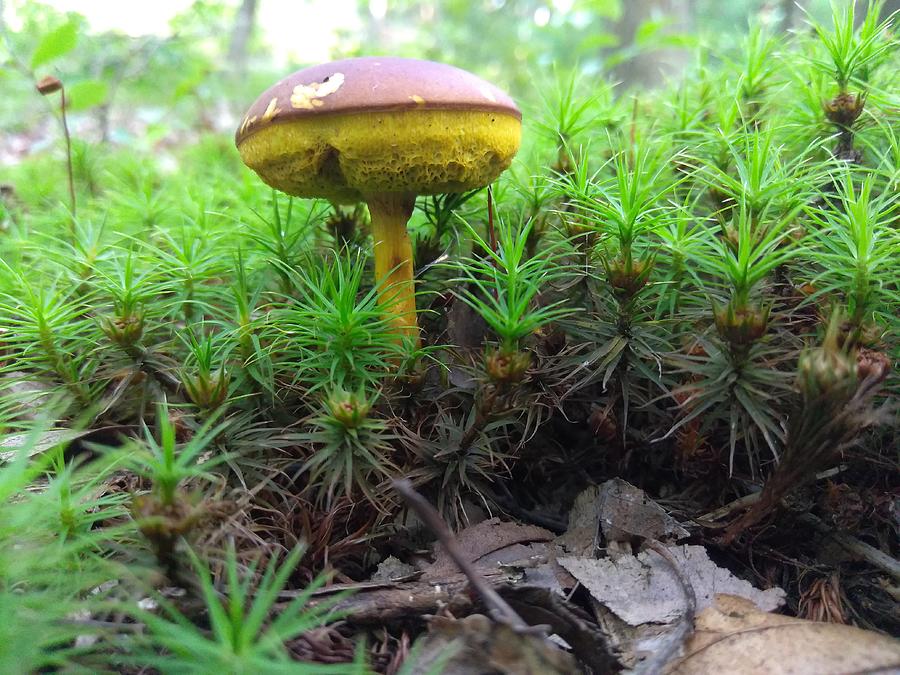 Mushroom in the Forest Photograph by Robert Nickologianis