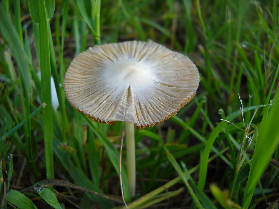 Mushroom in the Grass Photograph by Kent Lorentzen