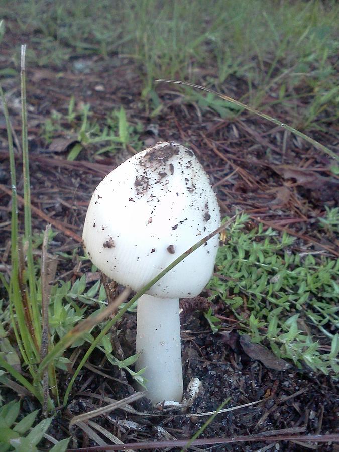 Mushroom in the Grass Photograph by Pamela Henry