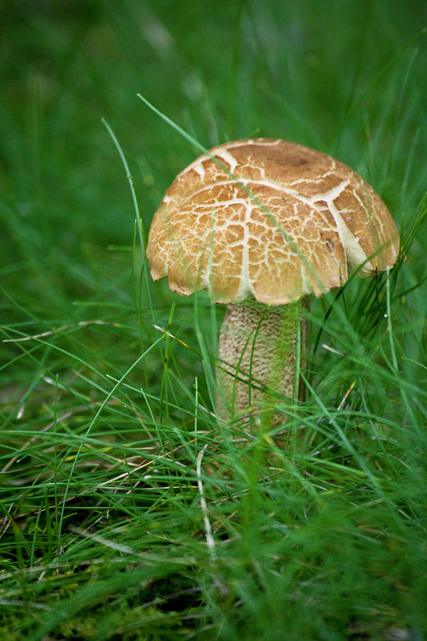 Mushroom Photograph - Mushroom in the Grass by Teresa Mucha