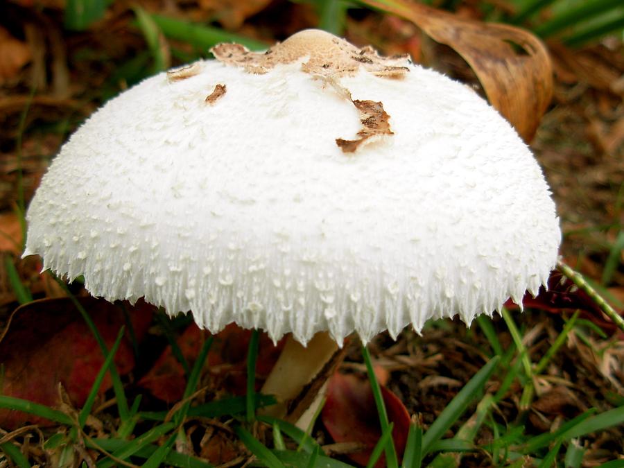 Mushroom in White Gown Photograph by Jeanne Juhos