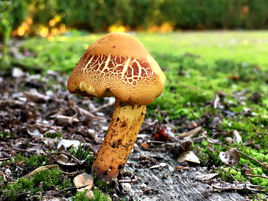 Mushroom IV Photograph by Paulo Goncalves