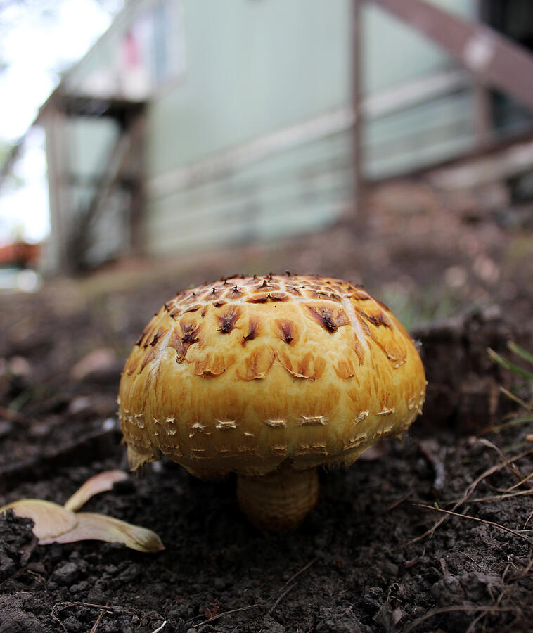 Mushroom Photograph by Jean Evans