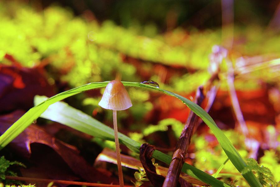 Mushroom Photograph by Jeff Swan