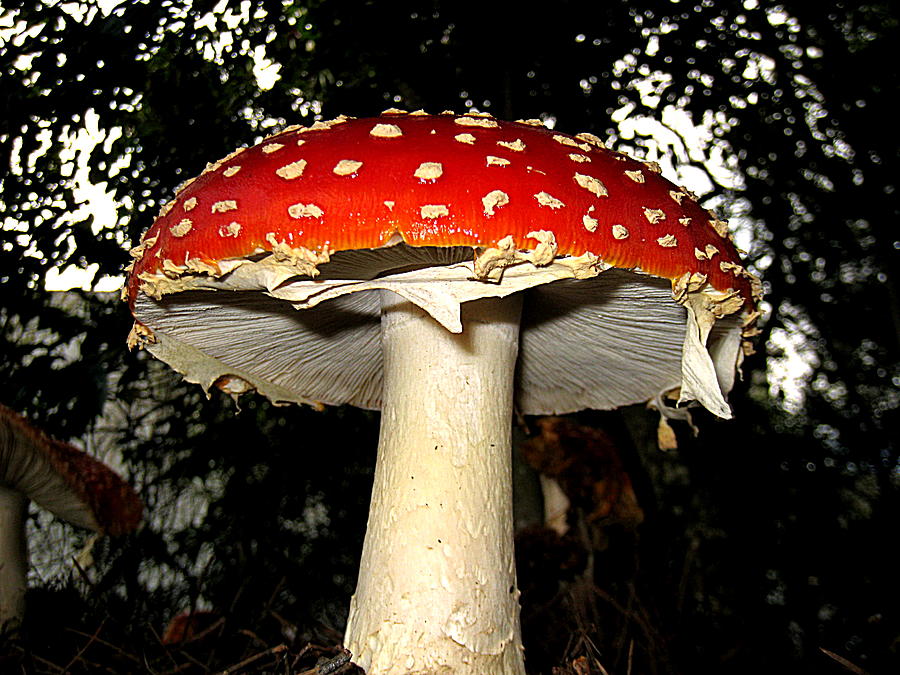 Mushroom Photograph by John King I I I