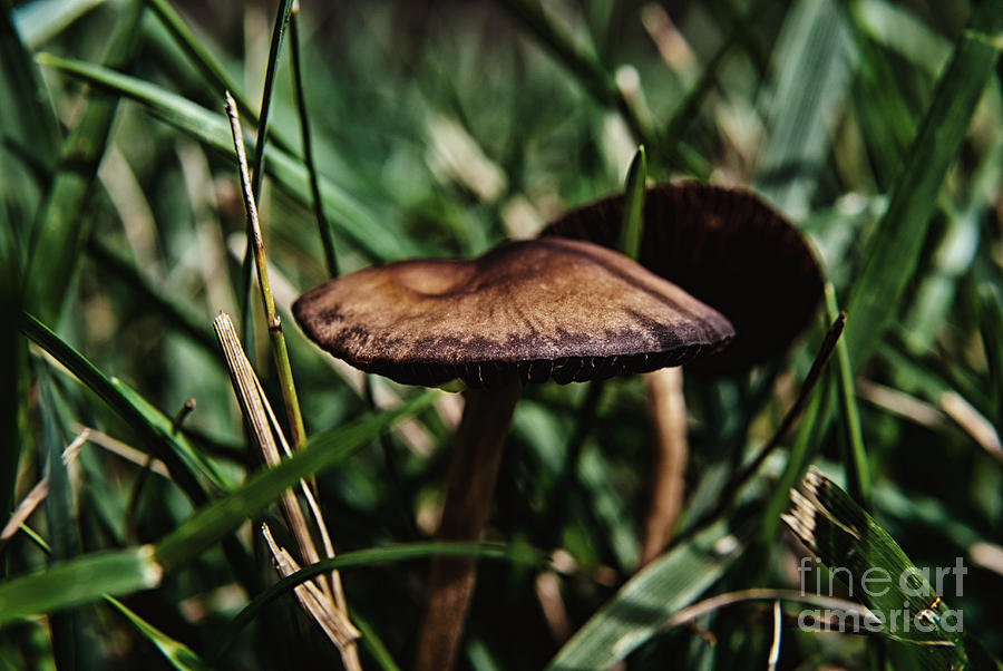 Mushroom Photograph - Mushroom Jungle 2 by Pittsburgh Photo Company