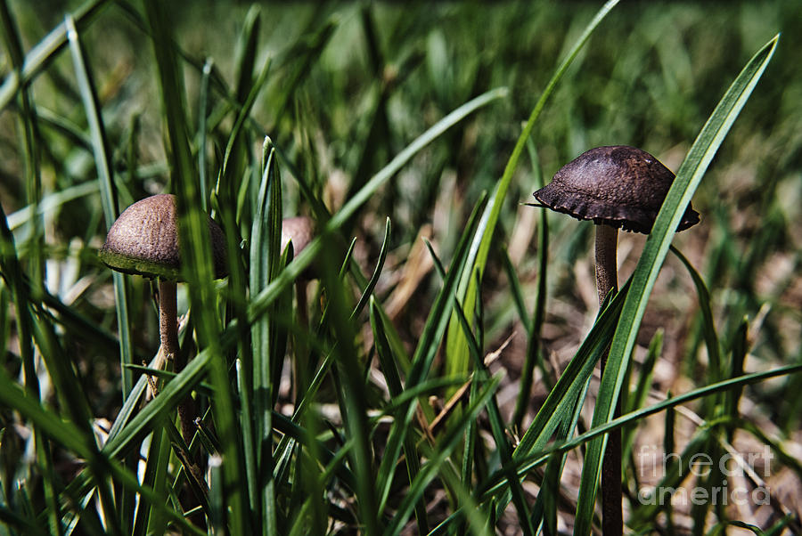Mushroom Photograph - Mushroom Jungle 3 by Pittsburgh Photo Company