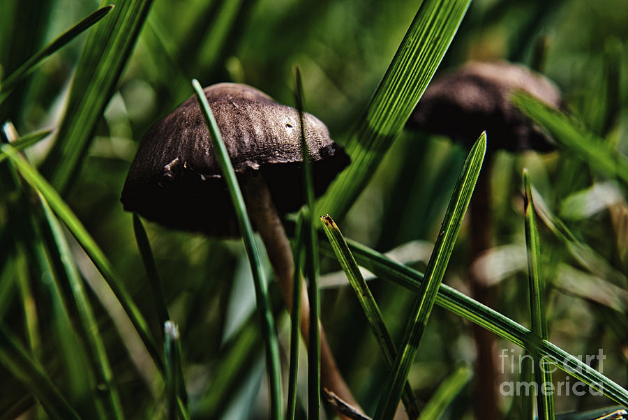 Mushroom Jungle 4 Photograph